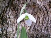 Galanthus August elwesii